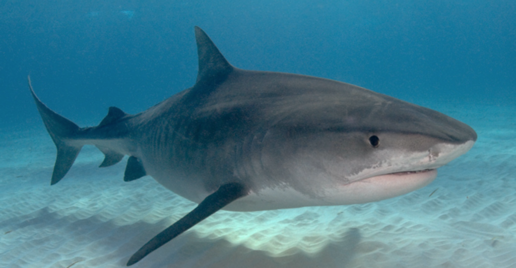 Shark Encounter Mauritius While Performing Scuba Diving