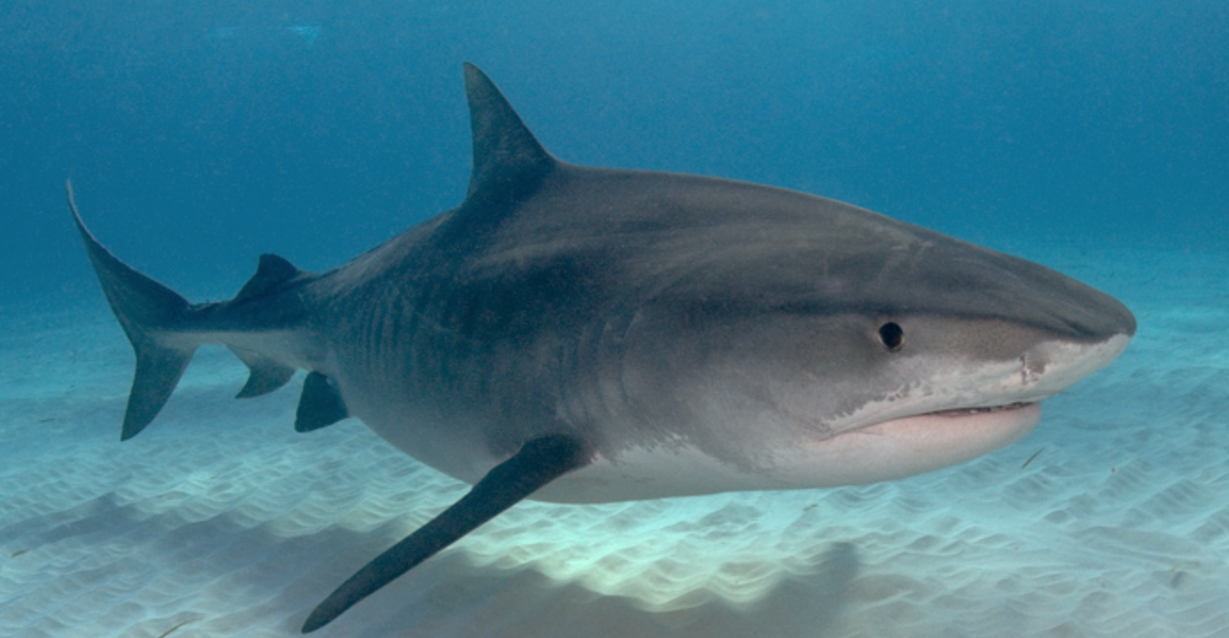 Shark Encounter Mauritius