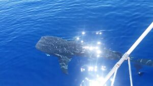 Shark Encounter Mauritius